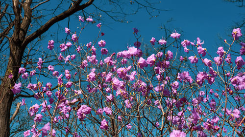 Close-up of pink cherry blossoms in spring