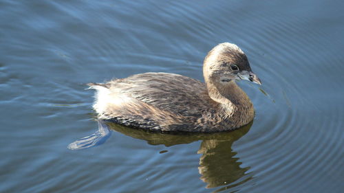 High angle view of duck swimming on lake