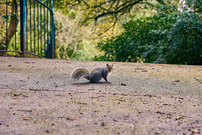 View of squirrel on ground