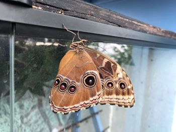 Close-up of butterfly on window