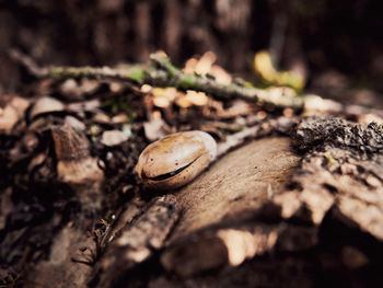 Close-up of tree stump on field