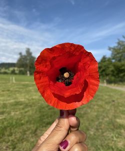 Close-up of hand holding flower against sky