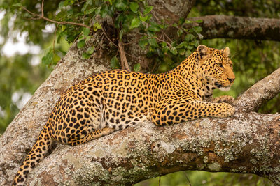 Close-up of leopard resting on lichen-covered tree
