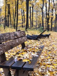 Autumn leaves on tree trunk in forest