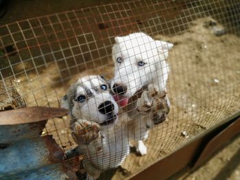 Portrait of dog in cage