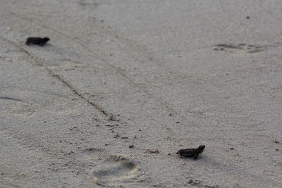 High angle view of crab on sand