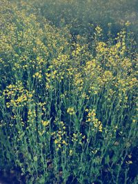 Yellow flowering plants on field