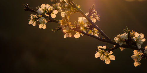 Apple tree flowers in back lit with flare close-up