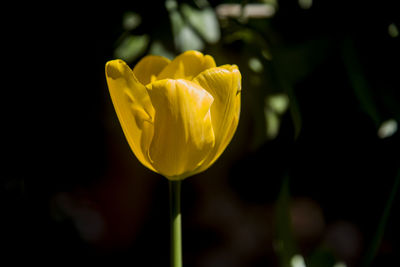 Close-up of yellow rose flower