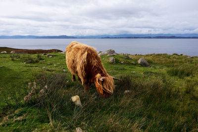 Buffalo in the highlands of scotland grazing on pasture in front of the ocean