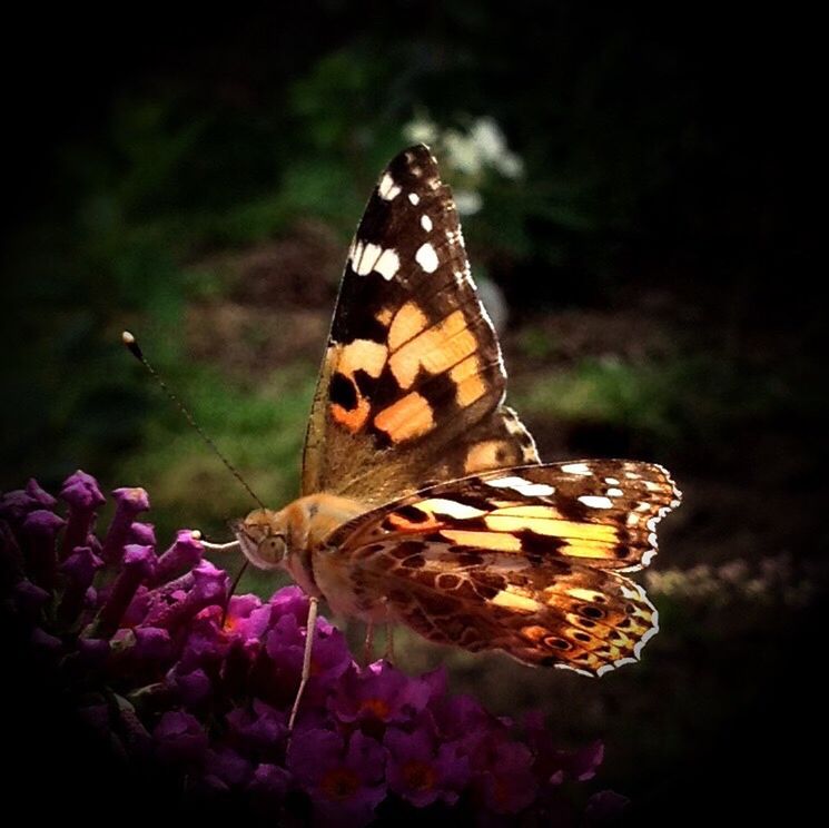 animal themes, animals in the wild, one animal, butterfly - insect, wildlife, insect, animal markings, butterfly, close-up, flower, focus on foreground, natural pattern, beauty in nature, fragility, nature, animal wing, outdoors, pollination, perching, no people