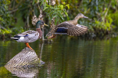 Birds perching on a lake