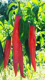 Close-up of red flowers