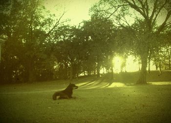 Dog standing on grassy field