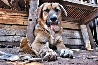 Portrait of dog sitting on steps