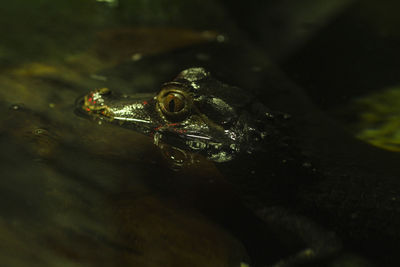 Close-up of frog swimming in water