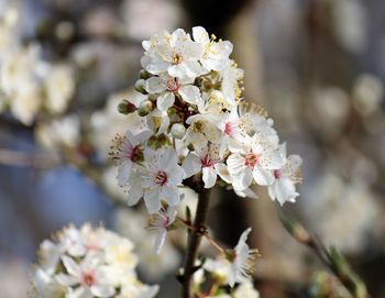 Close-up of white cherry blossom tree