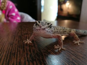 Close-up of lizard on wood at home