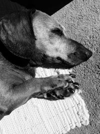 High angle view of dog resting