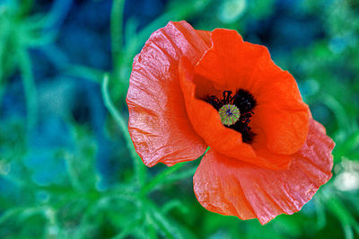 Close-up of orange poppy