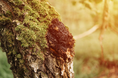 Chaga mushroom growing on birch tree trunk on summer forest. wild raw food chaga parasitic fungus