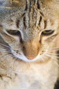 Close-up of a cat