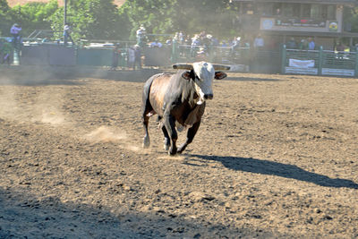 Horse in zoo