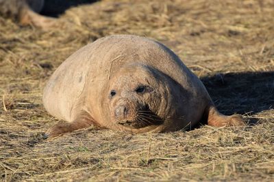 Close-up of sea lion on sand