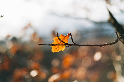 Close-up of dry leaves on tree