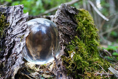 Close-up of moss on tree trunk