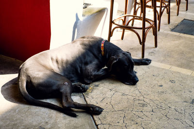 Close-up of black dog resting on floor