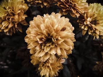 Close-up of yellow flower