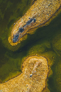 High angle view of crocodile on rock