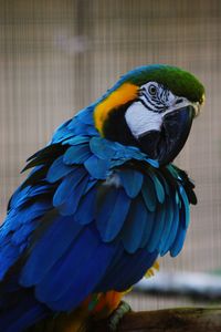 Close-up of parrot