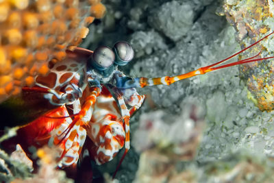 Close-up of lobster in sea