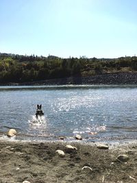 Ducks swimming on lake against clear sky