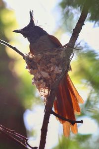 Low angle view of bird perching on branch