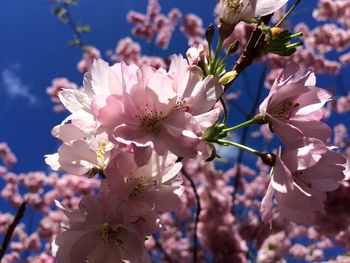 Close-up of pink flowers blooming on tree