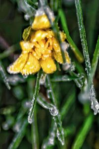 Close-up of wet yellow flower