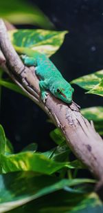 Close-up of lizard on branch