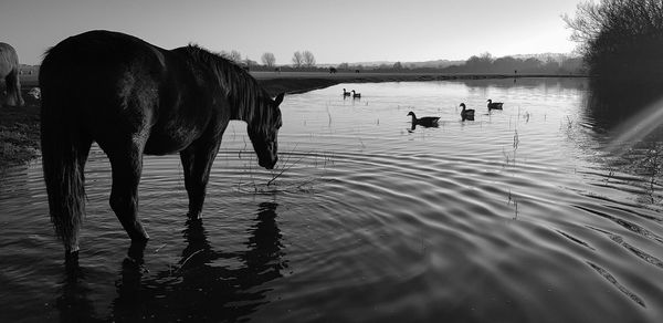 Horses in a flooded river