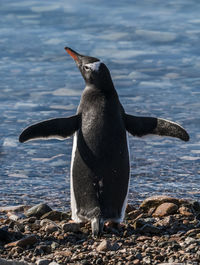 Penguin swimming in lake