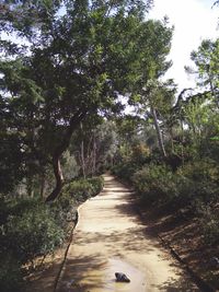 Narrow road along trees