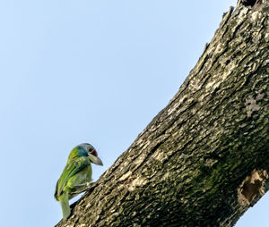 Low angle view of bird perching on tree against clear sky