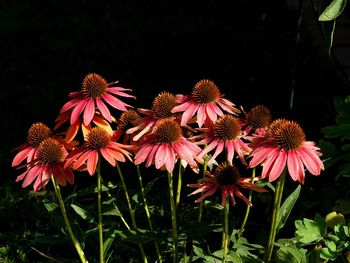 Close-up of pink flowers on field