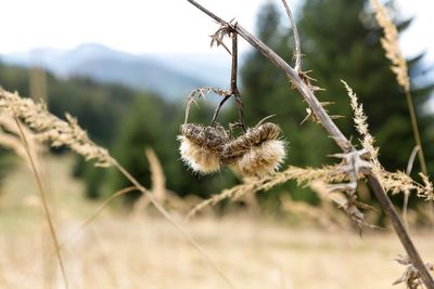 Close-up of plant growing on field