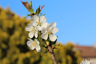 Close-up of cherry blossoms against sky