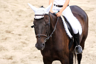 Man riding horse on field