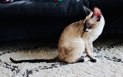 Full length of cat relaxing at home