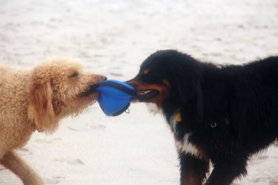 Side view of dog sticking out tongue